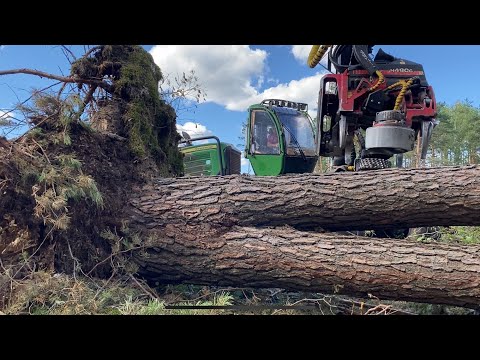 Видео: Свежий Бурелом 2024года,разгребаем последствия