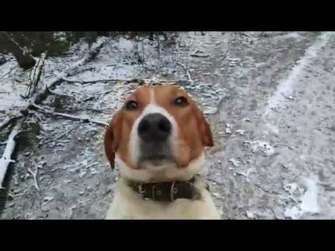 Видео: ОХОТА С ГОНЧЕЙ!!! УСПЕХ МОЛОДОЙ ВЫЖЛОВКИ!