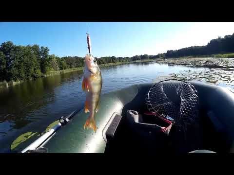 Видео: Окунь на TsuYoki FOCUS 50S.