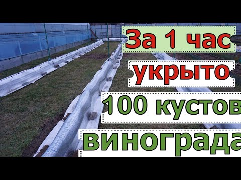 Видео: Укрытие винограда в декабре. Быстро и легко . Сезон 2024 .