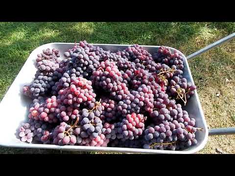 Видео: Домашнее виноделие.  Дедовский метод.