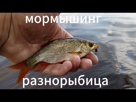 Видео: мормышинг дневная разнорыбица.мормышинг 2024