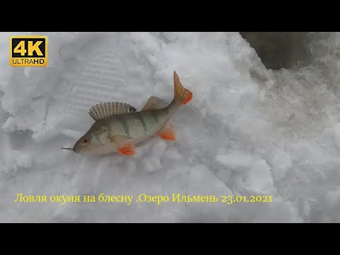 Видео: Ловля окуня на зимние блёсны. Зимняя рыбалка на озере Ильмень.