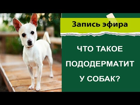 Видео: Что такое Пододерматит у собак