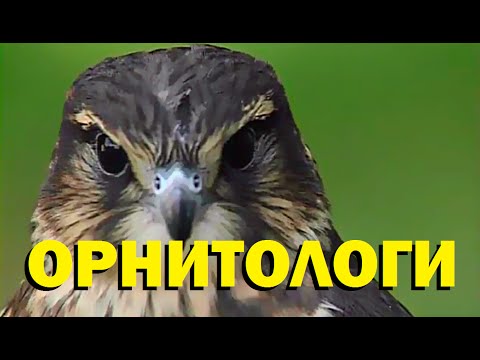 Видео: Галилео. Орнитологи