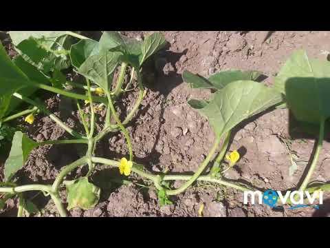 Видео: ФОРМИРОВКА И УХОД ЗА ДЫНЯМИ!