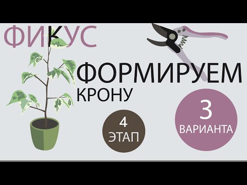 Видео: №102. Фикус Бенджамина. Этап 4. Формируем 3 вида кроны. Корректирующие обрезки.