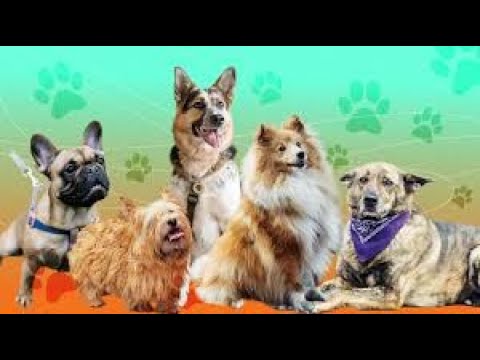 Видео: Почему в Германии нет бродячих собак?