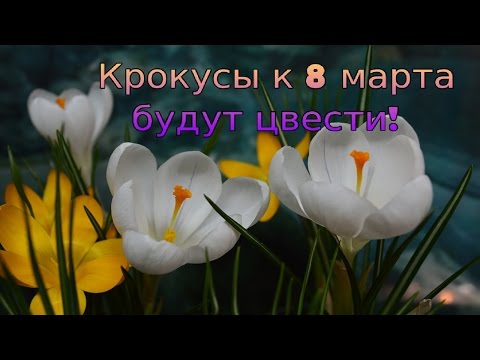 Видео: Крокусы.  Выгонка.  И что делать  с крокусами после цветения!?