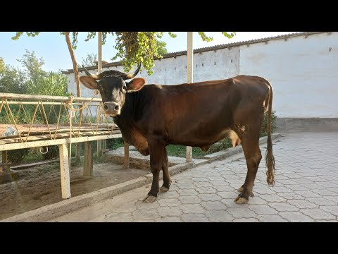 Видео: НИКИТАРА КОРИ БА НАМОИШ ГУЗОШТ. 904580010. 19 сентября 2024 г.