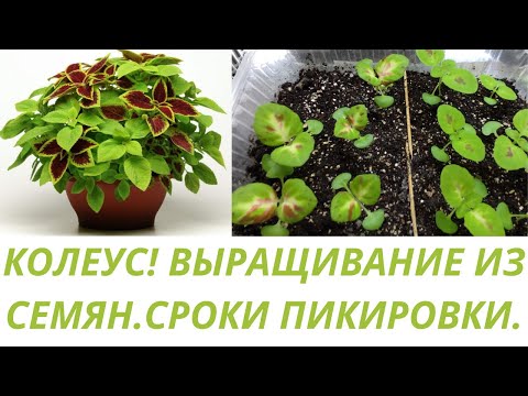 Видео: Колеус из семян.Сроки пикировки. Уход за рассадой до пикировки.Обзор.Цветы.Сад.