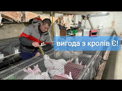 Видео: БЛОГЕРИ БРЕШУТЬ - ТРИМАТИ КРОЛІ НЕ ВИГІДНО?😱 ТУШКИ НА РОЗХВАТ, ТУШОНКИ НЕ ВИСТАЧАЄ, ГНІЙ НА ПРОДАЖ?