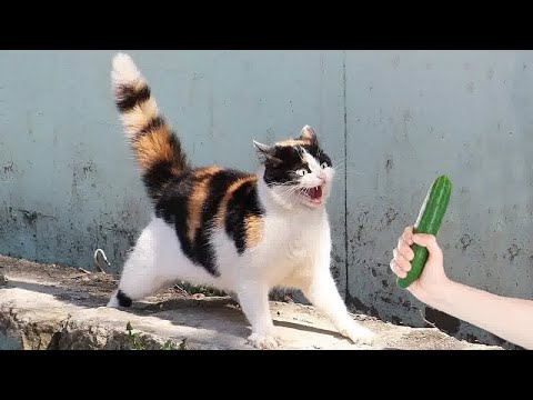 Видео: Самые смешные животные 2025 года🥰Самые смешные собаки и кошки😽