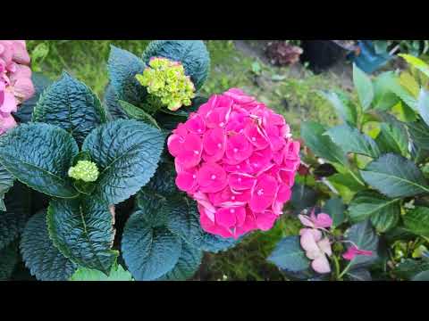 Видео: 13.08.25.Повторное цветение крупнолистных гортензий 🌸🌸🌸🌸🌸