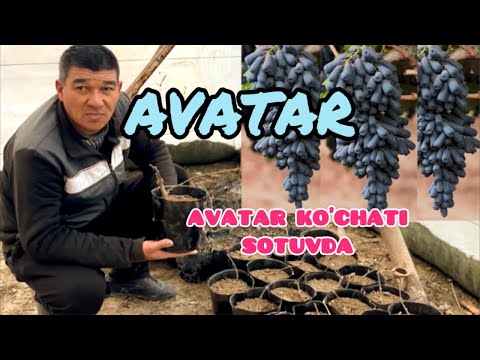 Видео: АВАТАР ВА КОБЕР КЎЧАТИ ҚАЛАМЧАЛАРИ БОР