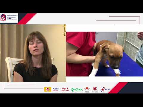 Видео: 5. Шоковые состояния при различных травмах животных. Лечебная помощь животным. Часть 2.