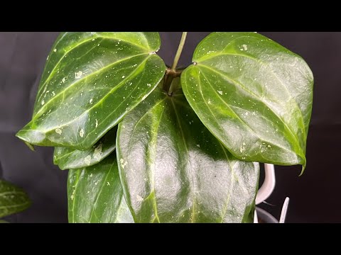 Видео: Обзор хой. На обложке моя любимка 🌸