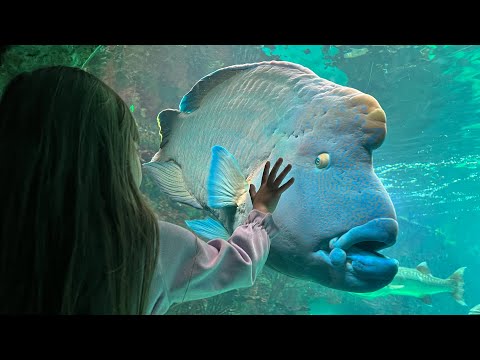 Видео: Океанариум Крокус, Москва, 06.2025