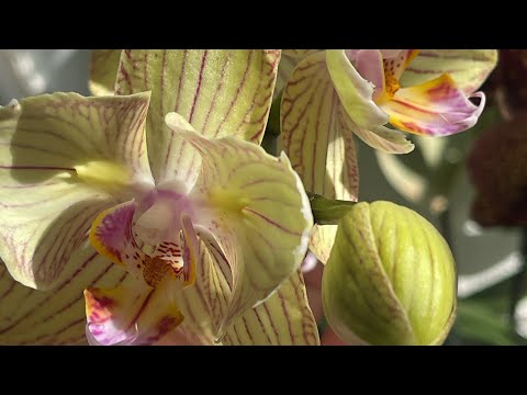 Видео: Уход в осенне-зимний период 🍂🍂🍂 Вкусняшки для роста и развития 😋 #орхидеяфаленопсисуход