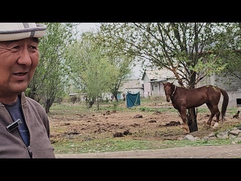 Видео: Камал аке Ноокаттагы улак тууралуу айтты👈9 апреля 2025 г.