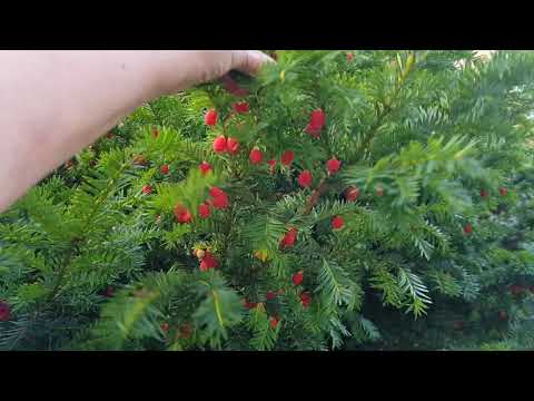 Видео: Тис я́годный - считался древом смерти. Швейцария