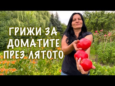 Видео: Как да се погрижим за доматите в летните жеги.