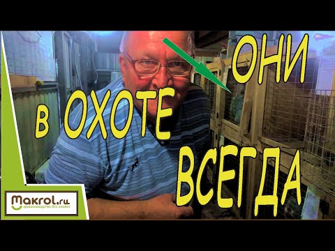 Видео: 🐰Как привести крольчих в охоту? Почему я из множества способов выбрал именно этот? Макляк Макрол