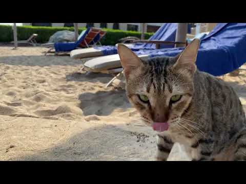 Видео: Отель Miramar Al Aqah Beach Resort 5* 02.12.2023