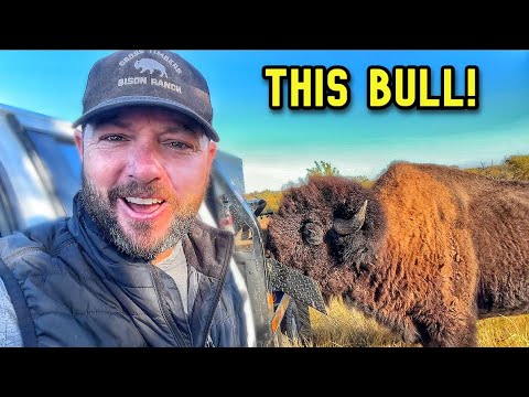 Видео: Данбар и Большой Джо правят бал. Я просто приношу кубики!