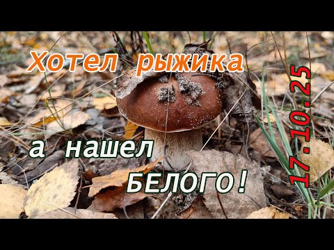Видео: Грибы октября. Хотел найти рыжика, а нашел БЕЛОГО! Лес 17.10.25