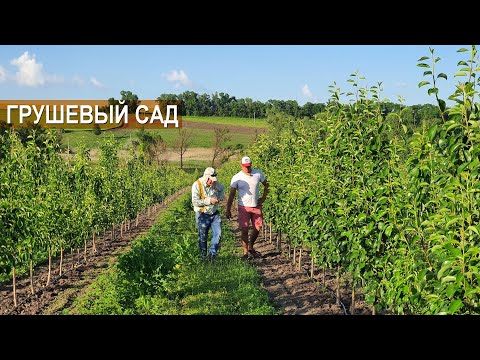 Видео: Грушевый сад. Сорт Любимица Клаппа. Гектар груш для пенсионера. Фермерское хозяйство Василе Берзой.