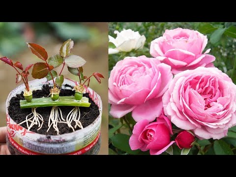 Видео: Лучший способ вырастить розовое дерево из розы дома — 100% результат