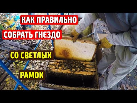 Видео: Как ПРАВИЛЬНО собрать гнездо пчел в зиму на СВЕТЛЫХ рамках?