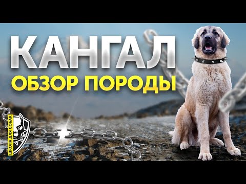 Видео: Обзор породы Кангал | Кангалская овчарка | Послушание, содержание | Кому подойдет такая собака