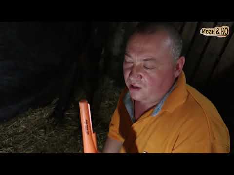 Видео: Проверка коровы на наличие метала с помощью метало-детектора