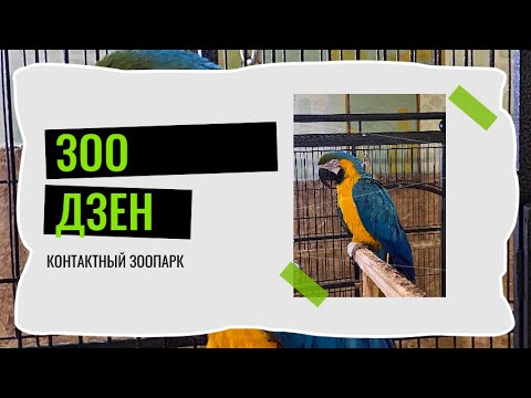 Видео: Контактный зоопарк