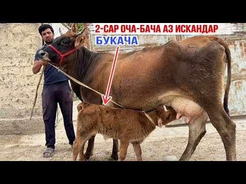 Видео: 2-САР ОЧА БАЧА АЗ ИСКАНДАР НАВОРИ НАВ 18 сентября 2025 г.