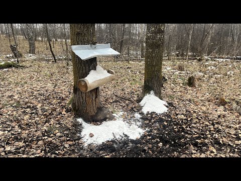 Видео: Солонец для лосей и косуль....