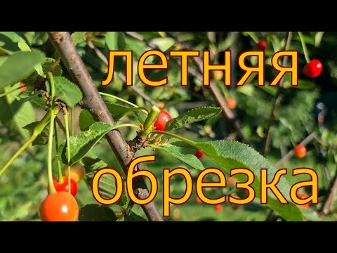 Видео: Нюансы летней обрезки ВИШНИ! Как ЧЕРЕШНЯ ?  или...Тверская область