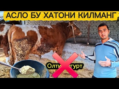Видео: ОЛТИНГУГУРТ ЗАРАРЛИМИ?🔥ЙОКИ ФОЙДАЛИ❗️СИЗ БУНИ АЛБАТТА КОРИНГ🔥