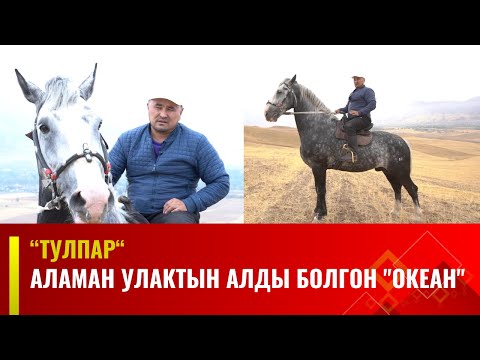 Видео: Аламан улактын алды болгон "Океан" |  "ТУЛПАР" көрсөтүүсү