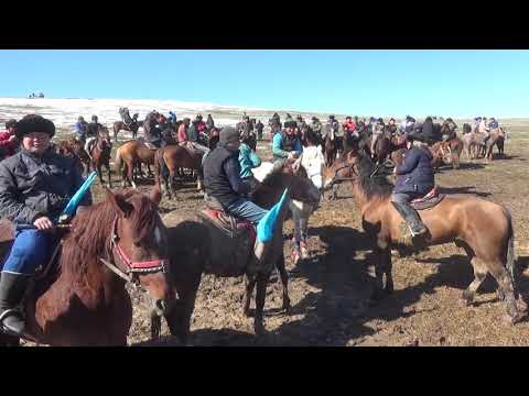 Видео: Руслан ағамыздың көкпар тойы