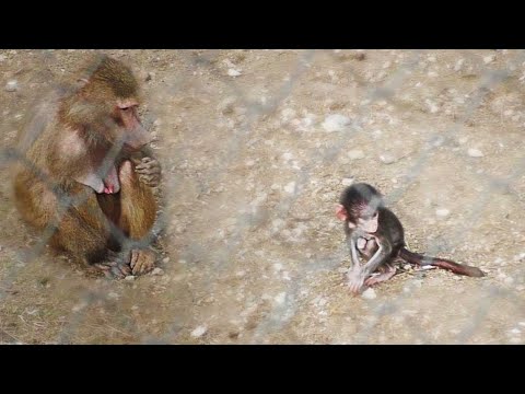 Видео: У крошки гамадрила спартанское детство! Люськина мать оставила малыша и набивает щёки семечками.