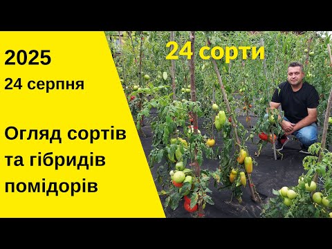 Видео: Огляд сортів та гібридів томатів. Серпень 2025