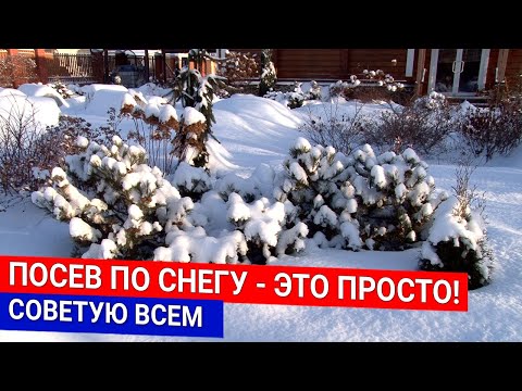 Видео: Посев по снегу - это просто! Советую всем