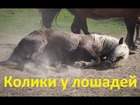 Видео: Колики у лошадей. Как выявить, чем помочь.