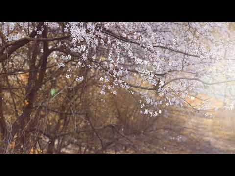 Видео: Ойлан ойлан кеш емес қой әлі де / Ойлан ойлан кеш емеской али де