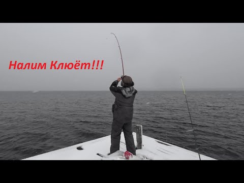 Видео: осенний налим
