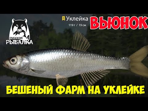 Видео: БЕШЕННЫЙ КЛЕВ И ХОРОШИЙ ЗАРАБОТОК НА УКЛЕЙКЕ НА ВЬЮНКЕ В РУССКОЙ РЫБАЛКЕ 4 РР4