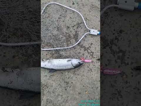 Видео: КЕТА-2025 9️⃣🔹2️⃣🐟🎣👍